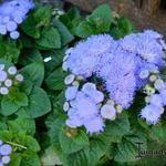 Ageratum houstonianum 'Blue Mink' - 