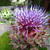 Cynara scolymus 'Cardy'