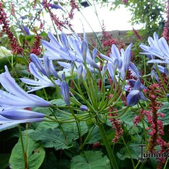 Agapanthus (Funnel group)