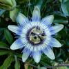 Blaue Passionsblume - Passiflora caerulea