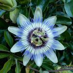 Passiflora caerulea - Passiflore bleue