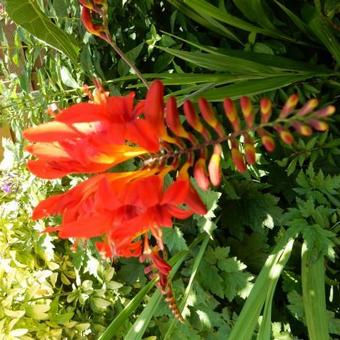 Crocosmia hybride