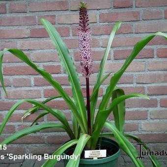 Eucomis comosa 'Sparkling Burgundy'