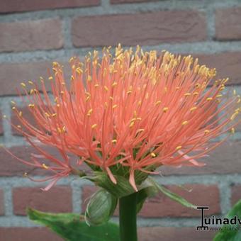 Scadoxus multiflorus subsp. katharinae