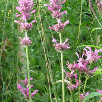 Agastache mexicana 'Sangria'