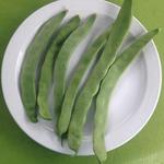 Phaseolus vulgaris 'Raadsheer' - 