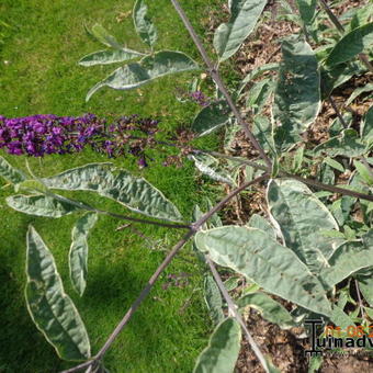 Buddleja davidii 'Harlequin'