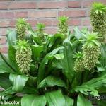 Eucomis bicolor - Gerandete Schopflilie