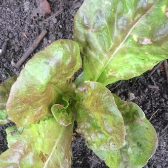 Lactuca Sativa 'Wonder der Vier Jaargetijden'