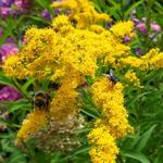 Solidago - Goldruten