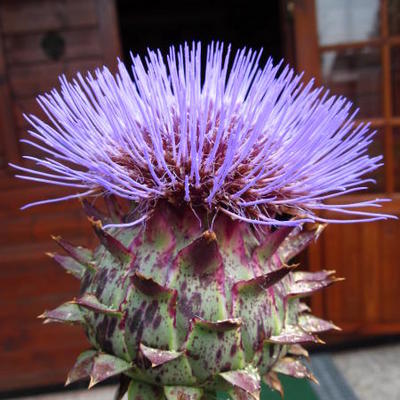 Cynara scolymus 'Cardy' - Cynara scolymus 'Cardy'