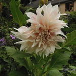 Dahlia 'Café au Lait' - 