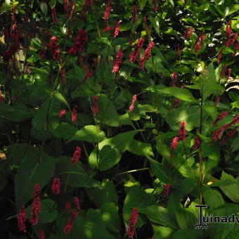 Persicaria amplexicaulis 'Speciosa'