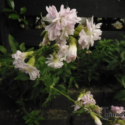 Gewöhnliches Seifenkraut - Saponaria officinalis 'Rosea Plena'