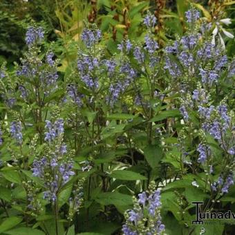 Scutellaria incana