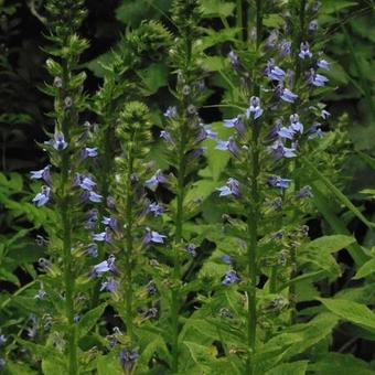 Lobelia siphilitica