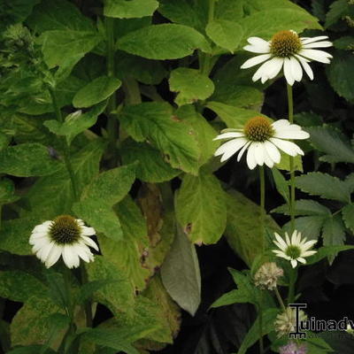 Echinacea purpurea 'Alaska' - 