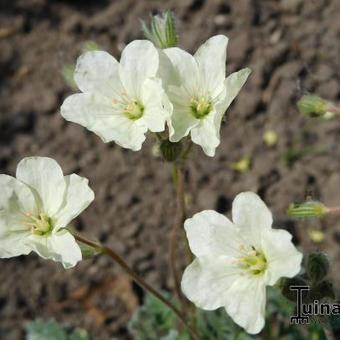 Erodium chrysanthum