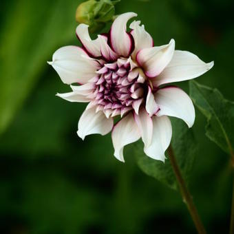 Dahlia 'Tartan'