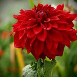 Dahlia 'American Beauty' - 