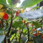 Impatiens niamniamensis - 