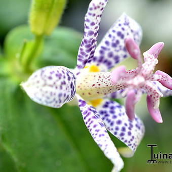 Tricyrtis hirta 'Blue Wonder'