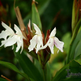 Roscoea x beesiana 'Monique'