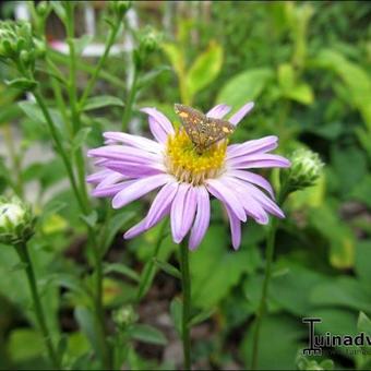 Aster amellus 'Sonia'