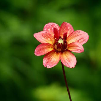 Dahlia 'Groovy'