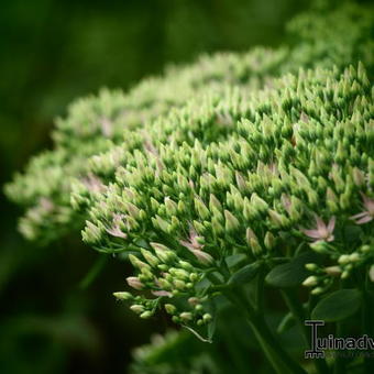 Sedum spectabile 'Carmen'