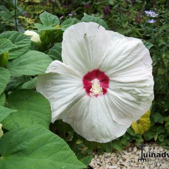 Hibiscus moscheutos 'LUNA'