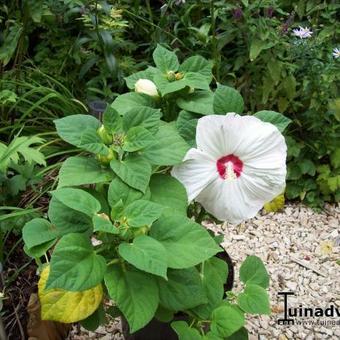 Hibiscus moscheutos 'LUNA'