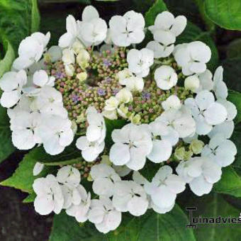 Hydrangea macrophylla 'Benxi'