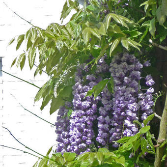 Wisteria floribunda 'Black Dragon'