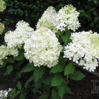 Hydrangea paniculata 'Levana'