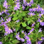 Scaevola aemula 'WHIRLWIND Blue' - 