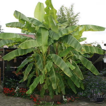 Musa 'Basjoo'