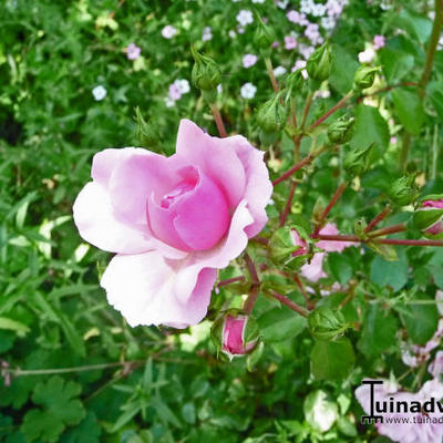 Rosa 'Bonica' - 