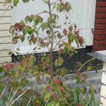 Euonymus oxyphyllus - 