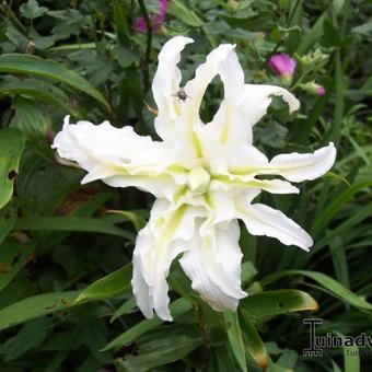 Lilium oriental 'Polar Star'