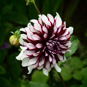 Dahlia 'Tartan'