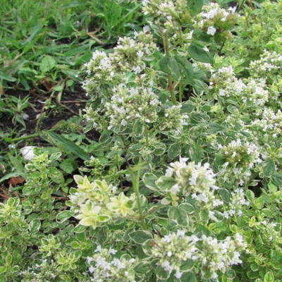 Origanum vulgare 'Country Cream' - 