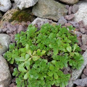 Sedum spurium 'Variegatum'