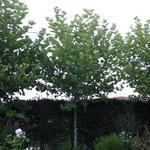 Platanus x hispanica - Platane commun