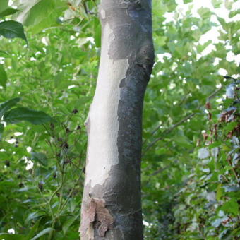 Platanus x hispanica