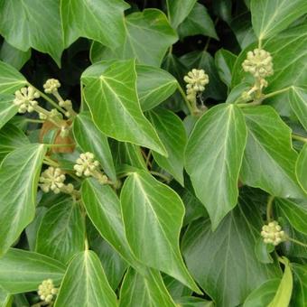 Hedera helix 'Arborescens'