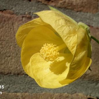 Abutilon