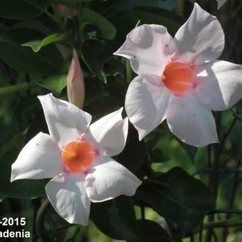 Mandevilla