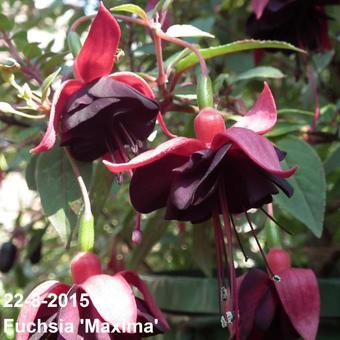 Fuchsia 'Maxima'