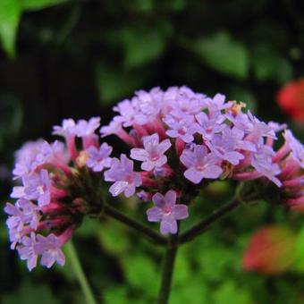 Verbena bonariensis